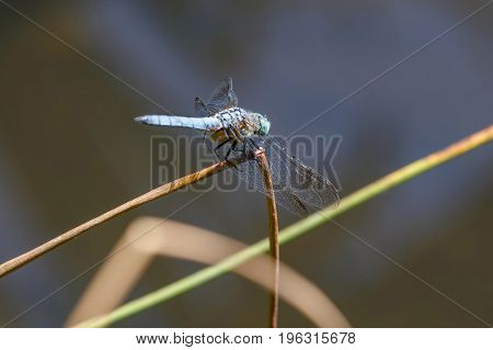 a Blue Dasher dragonfly at Vancouver BC Canada