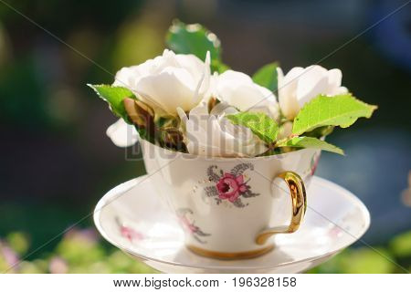 white roses in the cup