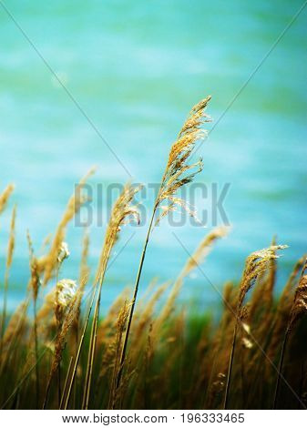 Grasses beside the water, Causeway in Yarmouth