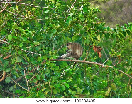 Green Vervet Monkey hanging out in tree