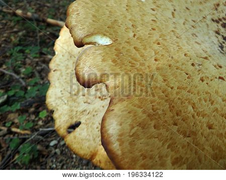 Mushrooms on tree , ( Polyporus squamosus )