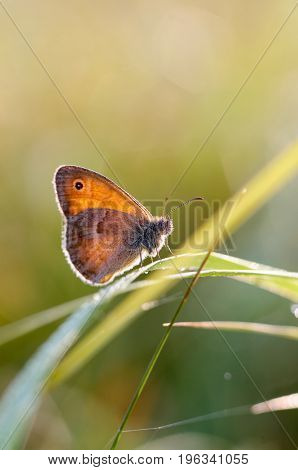 Morning butterfly on green meadow.Small Cute brown butterfly sitting on a blade of grass.Beautiful insect macro.Natural background