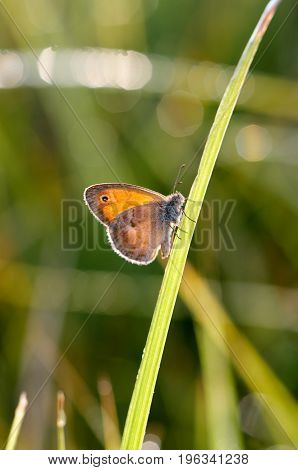 Morning butterfly on green meadow.Small Cute brown butterfly sitting on a blade of grass.Beautiful insect macro.Natural background