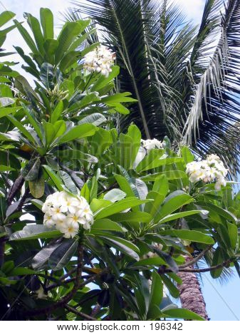 Plumeria blanc