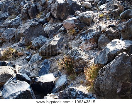 Wild grasses that grow amongst the obsidian at the Big Obsidian Flow in CentraI Oregon during the fall take on a golden glow as evening nears.