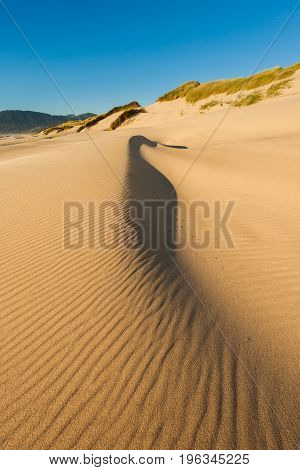 Sand Dunes On The Beach At Nehalem Bay State Park, Oregon