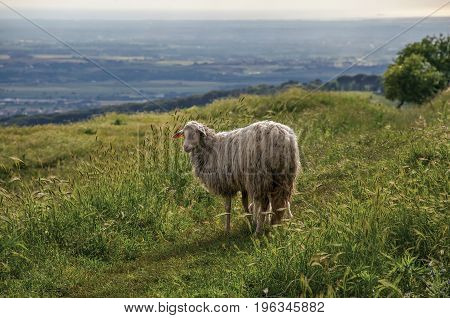 Close-up of sheep, fields, forests and hills near the town of Frascati, a pleasant and well-known place for its fine wines, near Rome. Located in the Lazio region, central Italy