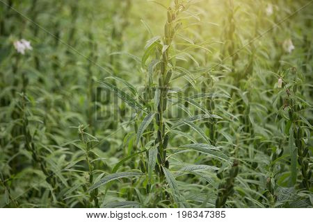 sesame plant in farmland sesame flowers with young growth seed herb organic