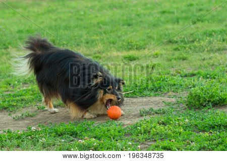 Black sheltie playing with orange ball toy on green grass