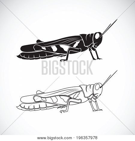 Vector of grasshopper on white background. Insect Animal.