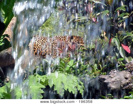 Jaguar dans la Jungle