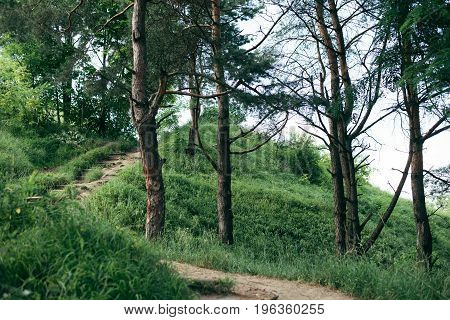 view on wood park trail going up