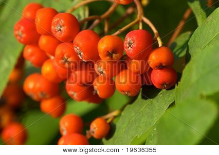 ashberries