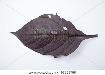 Disease Red Leaf Of Red Ivy Or Red Flame Ivy Or Hemigraphis Alternata
