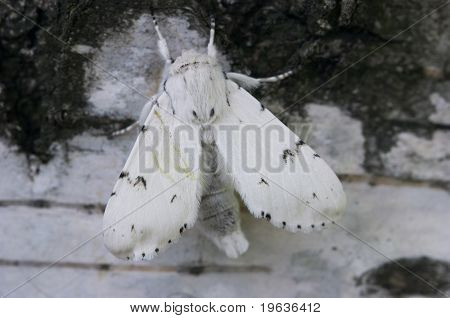 Zbliżenie biały motyl imitować biały kora brzozy