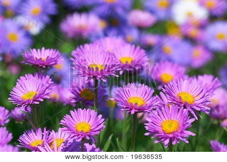 bellissimi fiori