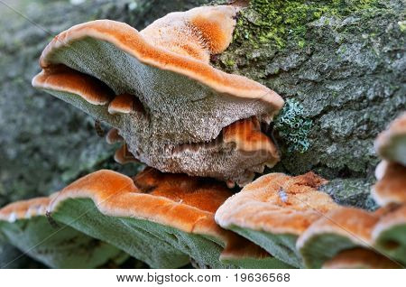 staffa fungo