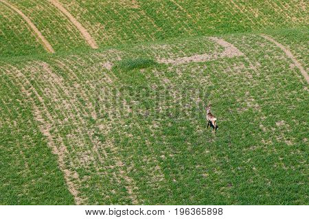 South Moravian Fields, Czech Republic Fields, Moravia Hills