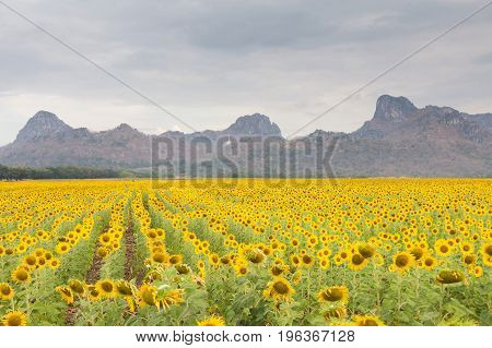 Full bloom sunflower field with mountain backgorund nautral landscape background