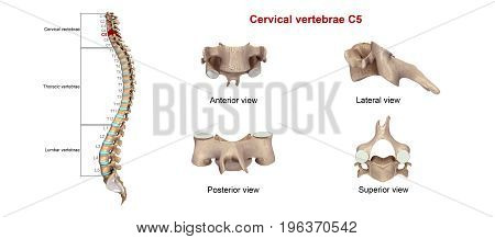 Among the vertebrae of the spinal column, the cervical vertebrae are the thinnest and most delicate bones. Yet, in spite of their size, the cervical vertebrae have the huge jobs of supporting the head, protecting the spinal cord, and providing mobility to