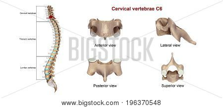 Among the vertebrae of the spinal column, the cervical vertebrae are the thinnest and most delicate bones. Yet, in spite of their size, the cervical vertebrae have the huge jobs of supporting the head, protecting the spinal cord, and providing mobility to