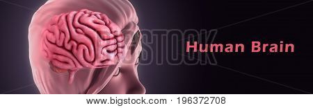 The brain is one of the largest and most complex organs in the human body. It is made up of more than 100 billion nerves that communicate in trillions of connections called synapses.