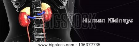 The kidneys are two bean-shaped organs that extract waste from blood, balance body fluids, form urine, and aid in other important functions of the body.