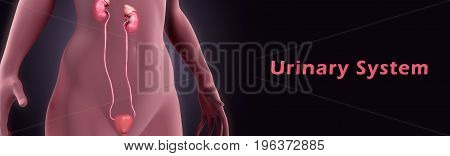 The urinary system, also known as the renal system, consists of the kidneys, ureters, bladder, and the urethra. Each kidney consists of millions of functional units called nephrons.
