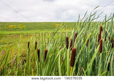 Closeup of ripe brown colored female flower spikes of common bulrush or Typha latifolia plants growing in t a marshy area in front of a Dutch embankment.