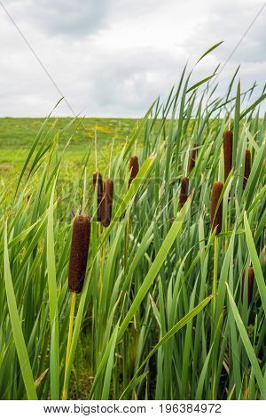 Closeup of ripe brown colored female flower spikes of common bulrush or Typha latifolia plants growing in a marshy area in front of a Dutch embankment.