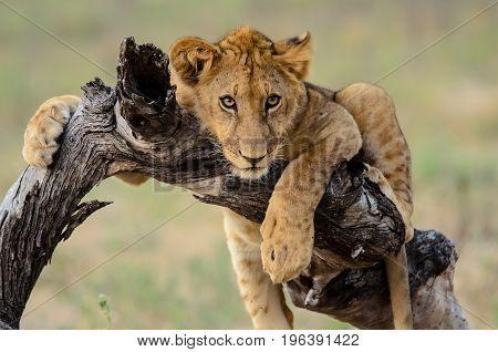 chilled out young lion on the branch of a tree
