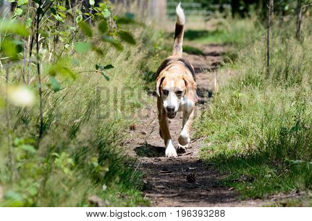 Single tricolor purebred beagle hunting hound dog running towards the camera on a trail path in a forest with fresh green grass plants on the side frontal shot