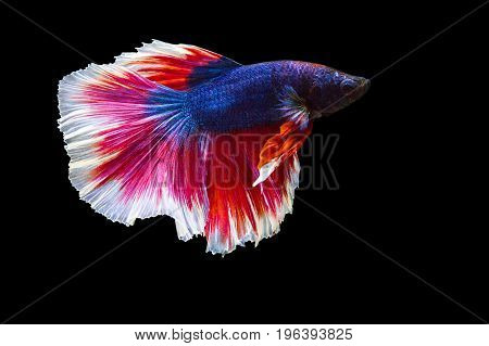 image of betta fish isolated on black background action moving moment of Flower Half Moon Betta Siamese Fighting Fish