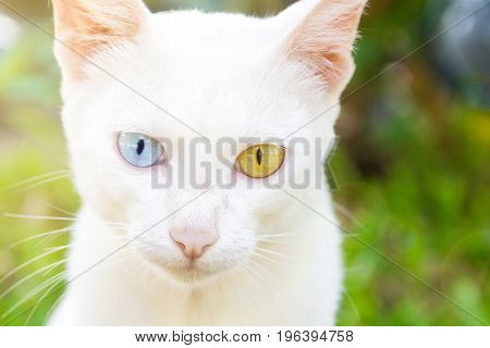 The Portrait Of White Colour Thai Cat With 2 Different Colored Eyes Selective Focus Cute Cat With Different Eyes Heterochromia Iridum Cute Cat Looking At Camera