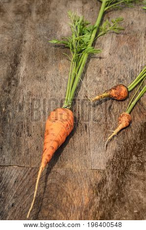 Young carrots with a tops on a wooden background