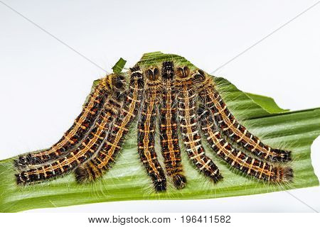 Black Caterpillar Of Common Duffer Butterfly ( Discophota Sondaica Boisduval ) Resting On Host Plant