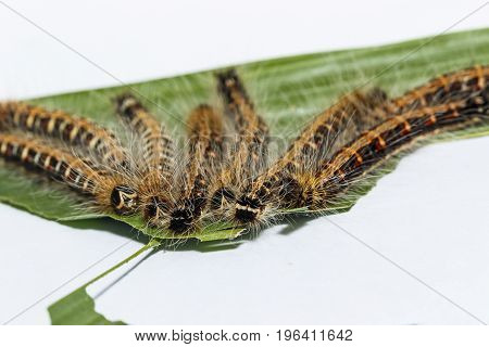 Black Caterpillar Of Common Duffer Butterfly ( Discophota Sondaica Boisduval ) Resting On Host Plant