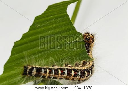 Black Caterpillar Of Common Duffer Butterfly ( Discophota Sondaica Boisduval ) Resting On Host Plant