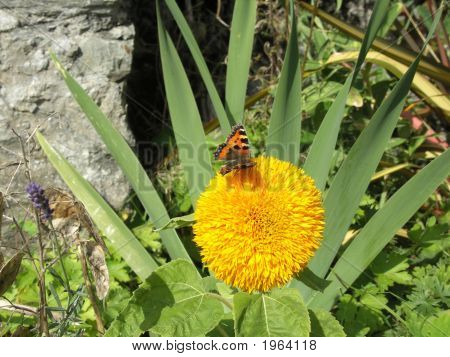 Sommerfugl 2