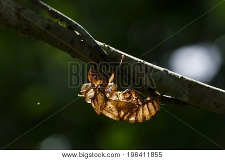 Cicada Shell Hang On Twig With Light