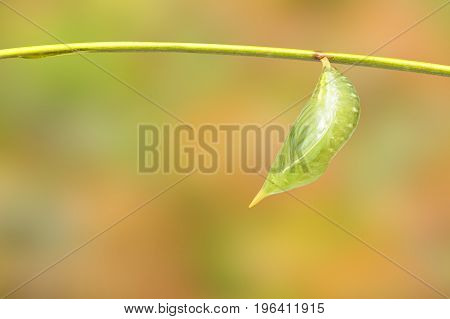 Isolated Chrysalis Of Common Duffer Butterfly ( Discophota Sondaica Boisduval ) Hanging On Twig With