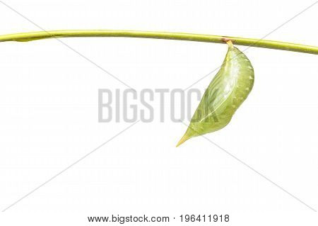 Isolated Chrysalis Of Common Duffer Butterfly ( Discophota Sondaica Boisduval ) Hanging On Twig With