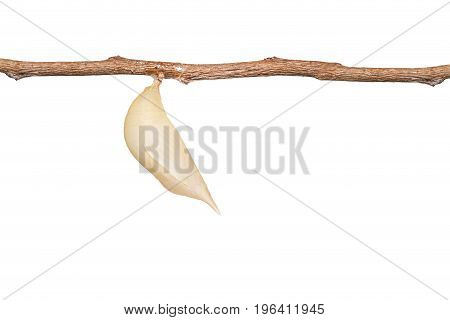 Isolated Chrysalis Of Common Duffer Butterfly ( Discophota Sondaica Boisduval ) Hanging On Twig With