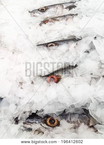 Fresh Barracuda on Ice at the seafood booth
