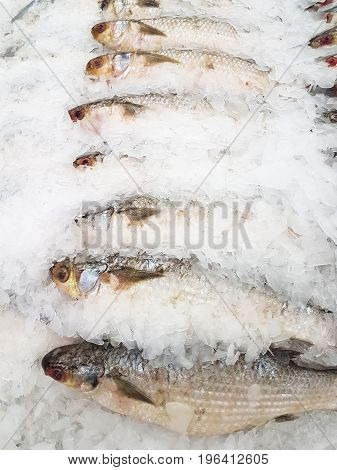 smallscale mud carp on ice at the seafood booth