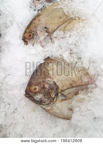 fresh black pomfret on ice at the seafood booth