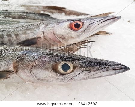 Fresh Barracuda on Ice at the seafood booth