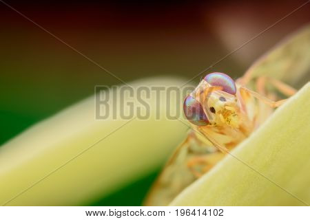 Super macro Bactrocera Zonata or Peach fruit fly on yellow orchid