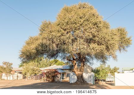 KEETMANSHOOP NAMIBIA - JUNE 13 2017: A street scene with houses and a large camel-thorn tree in Keetmanshoop the capital town of the Karas Region of Namibia