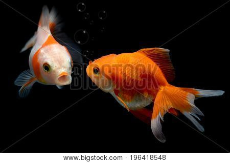 Young Golden Fish In Fish Tank.
